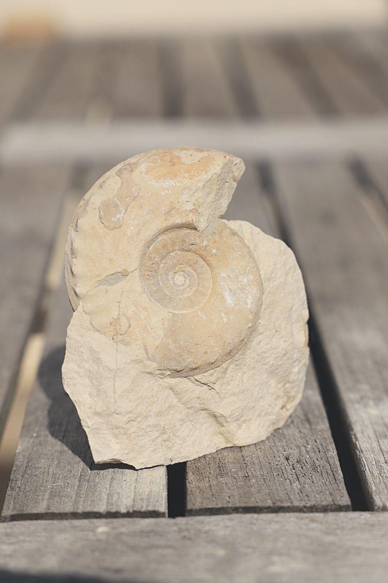 Ammonite 1