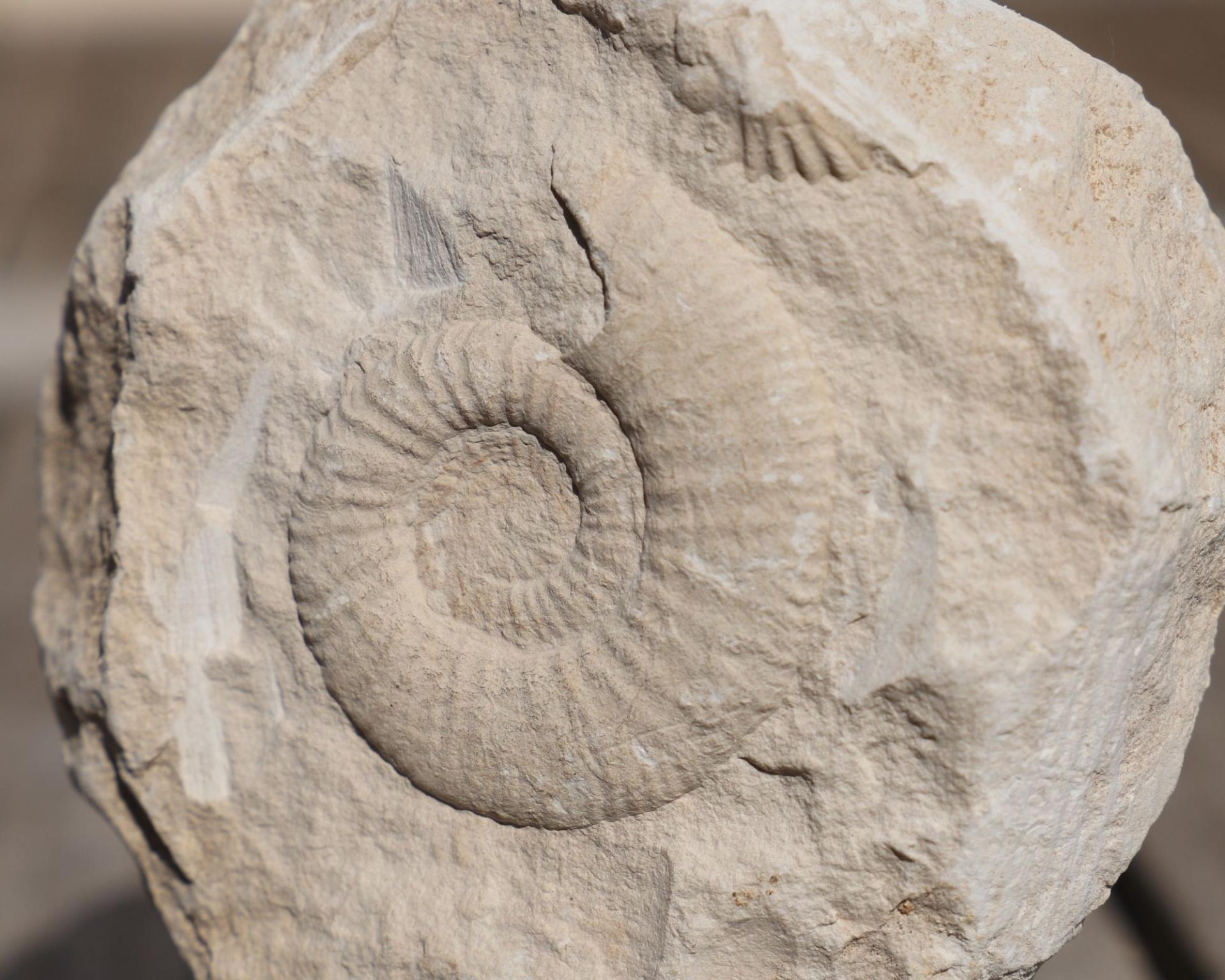 Ammonite 2