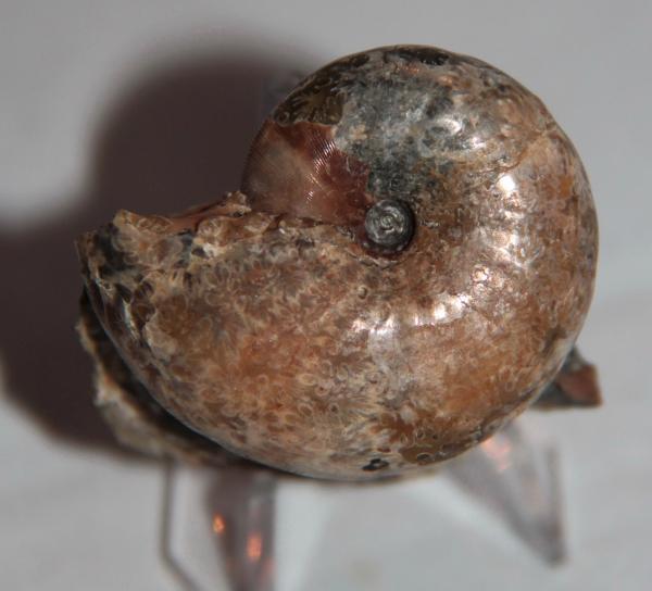 Ammonite euphylloceras