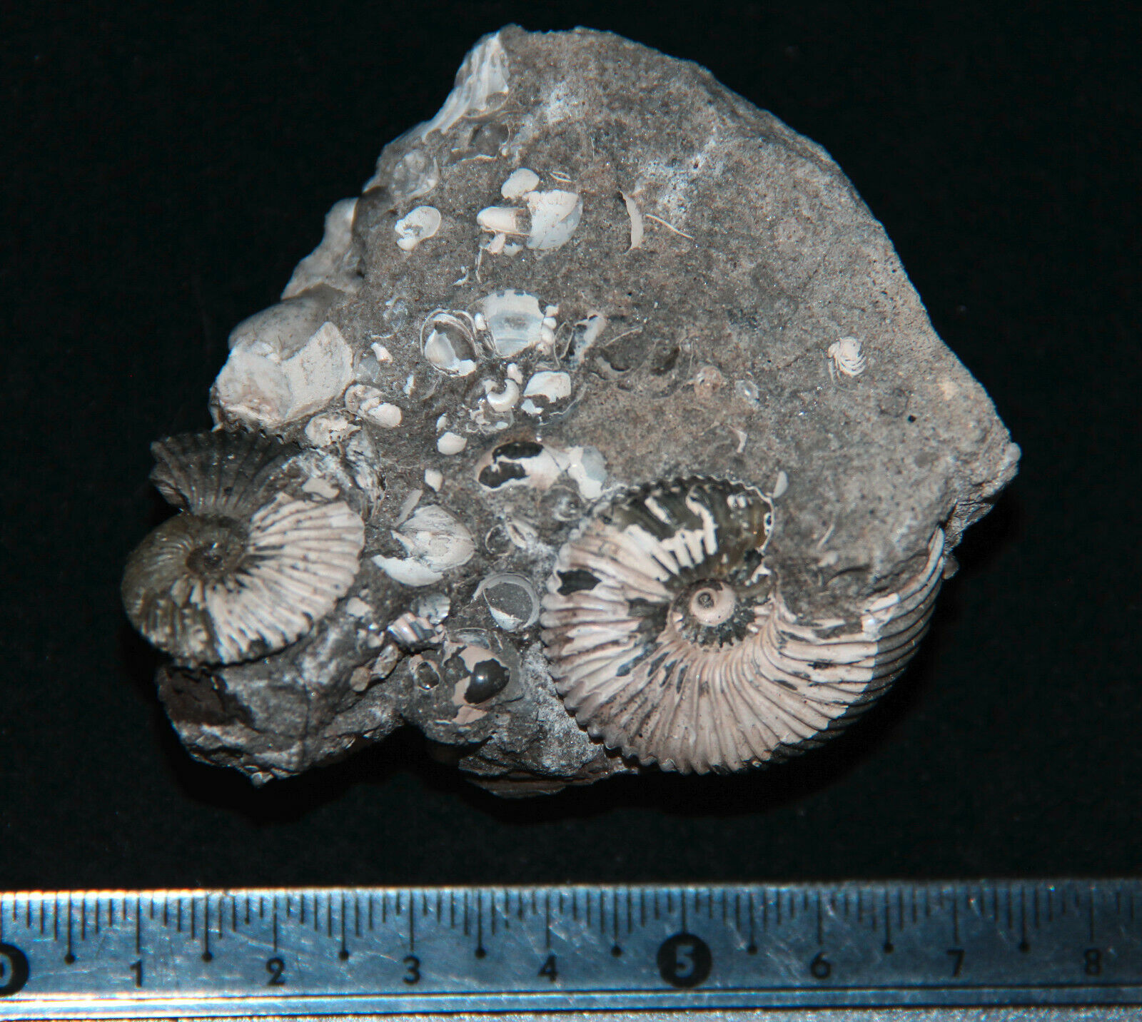 Ammonite pseudocadoceras sp