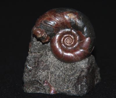 Ammonite tetragonites acanthohoplites diadochoceras