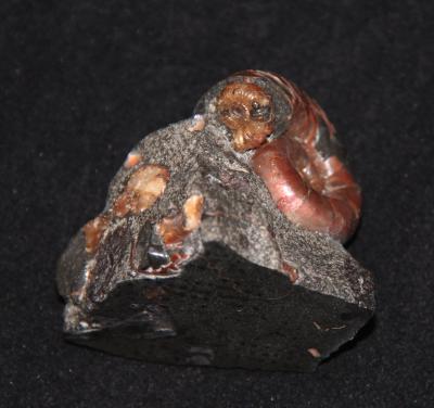 Ammonite tetragonites acanthohoplites diadochoceras2