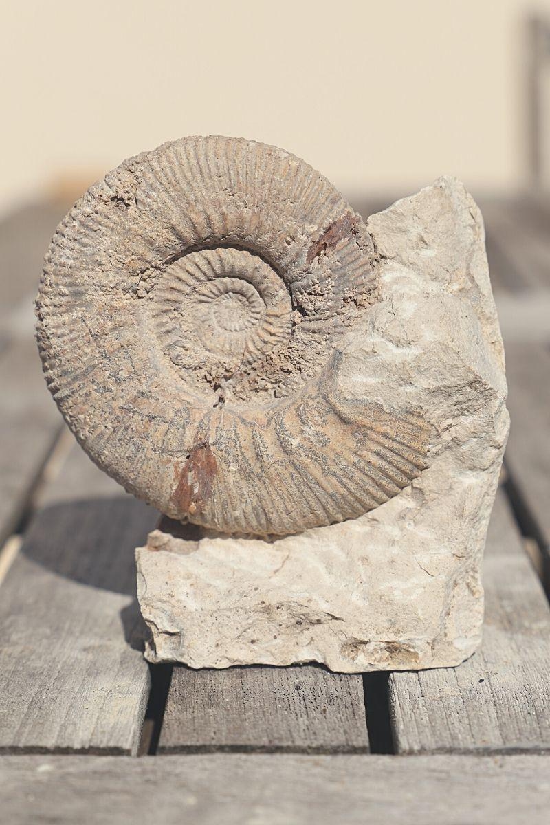 Ammonite