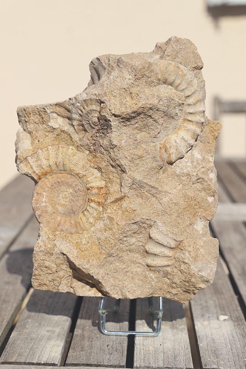 Bloc ammonite