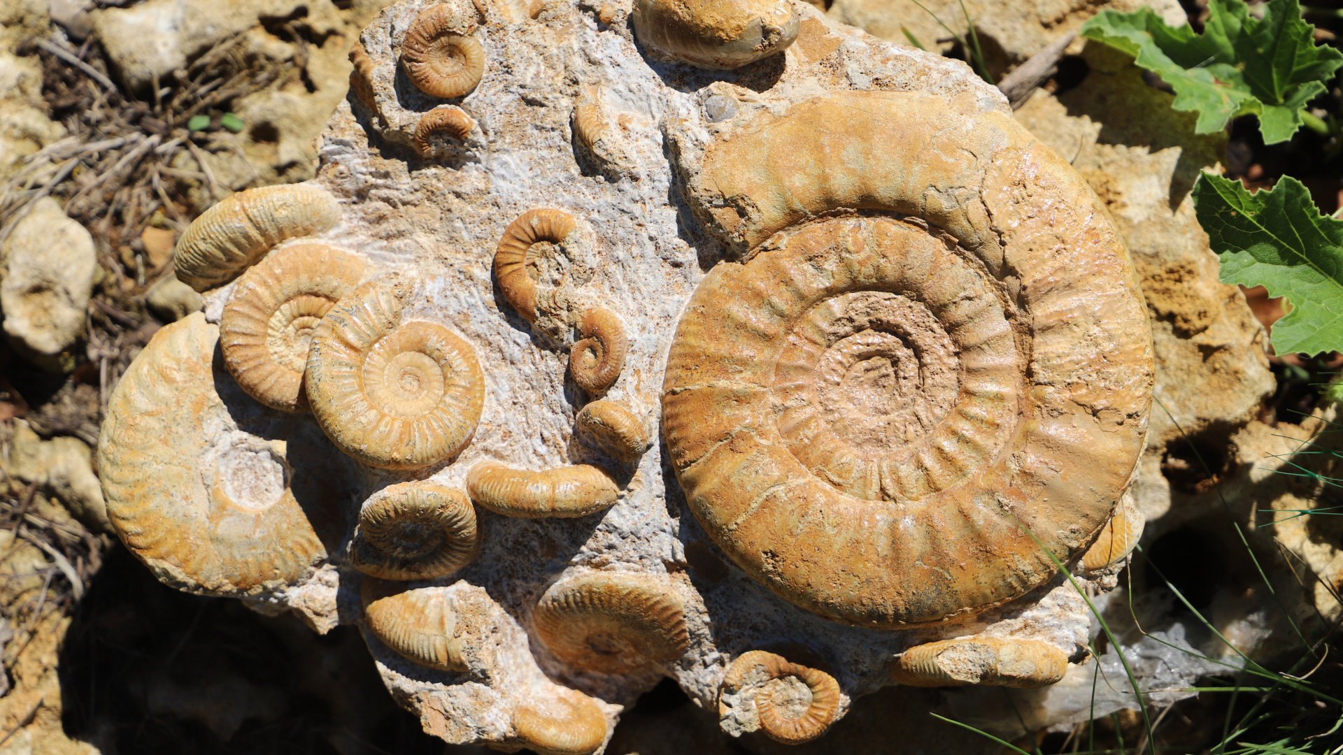 Ammo des Charentes