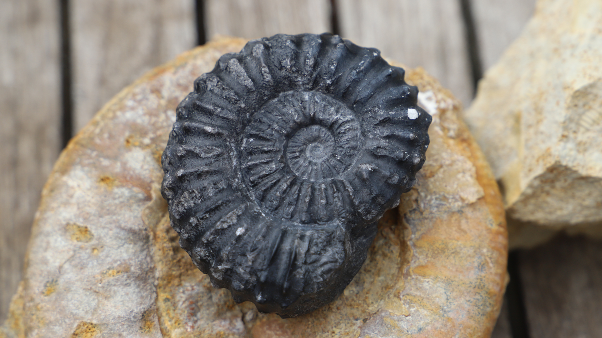 Ammonite du Pérou