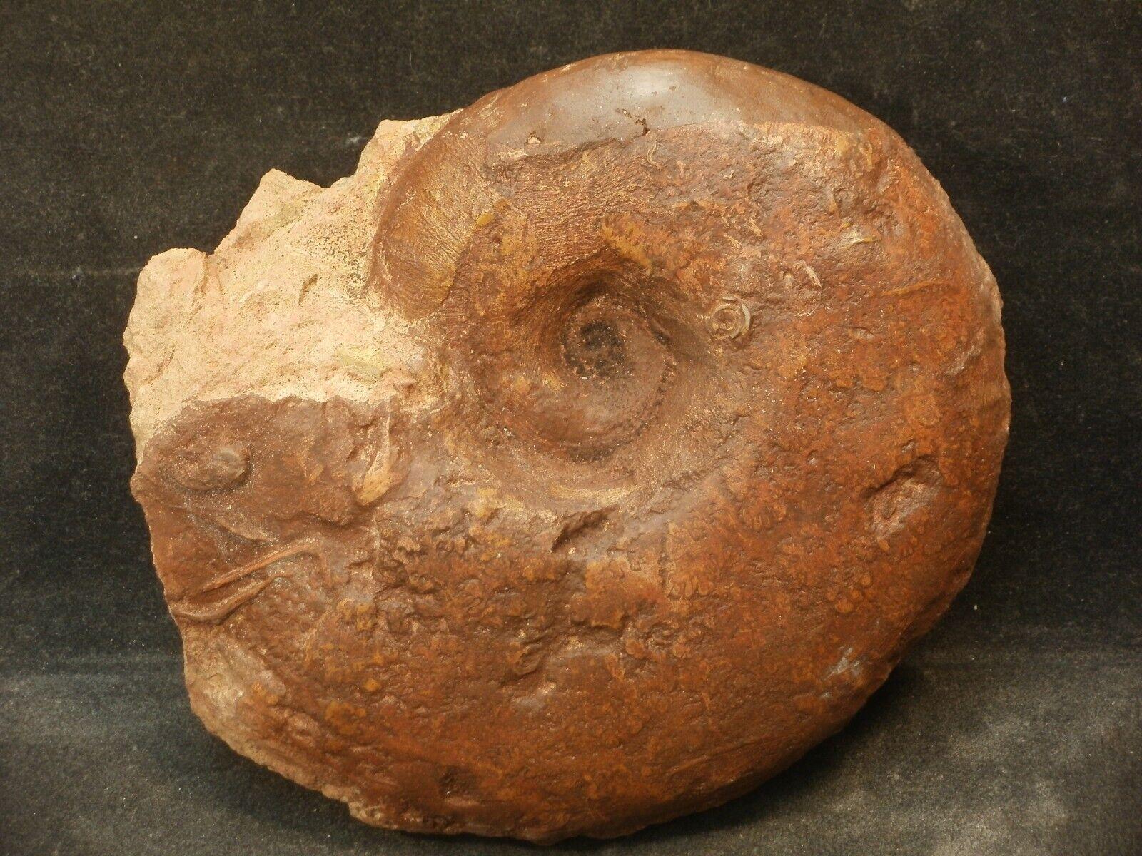 Pachylytoceras