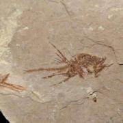 Poisson fossile oligocene